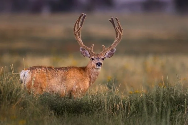 _V3A7810p Medium.jpeg