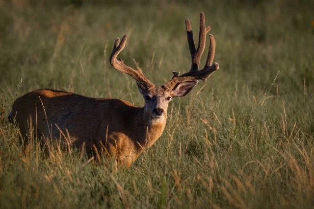 _V3A7575p Medium.jpeg