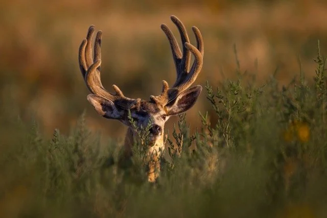 _V3A7536p Medium.jpeg