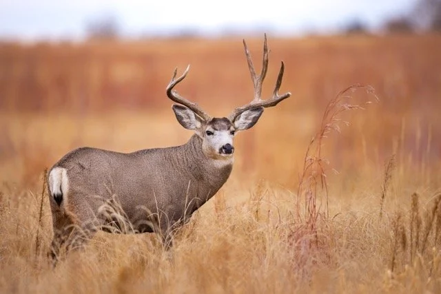 _V3A7475p Medium.jpeg