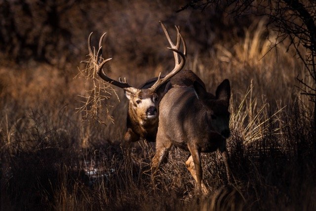 _V3A7098p Medium.jpeg