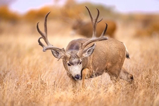 _V3A6529p Medium.jpeg