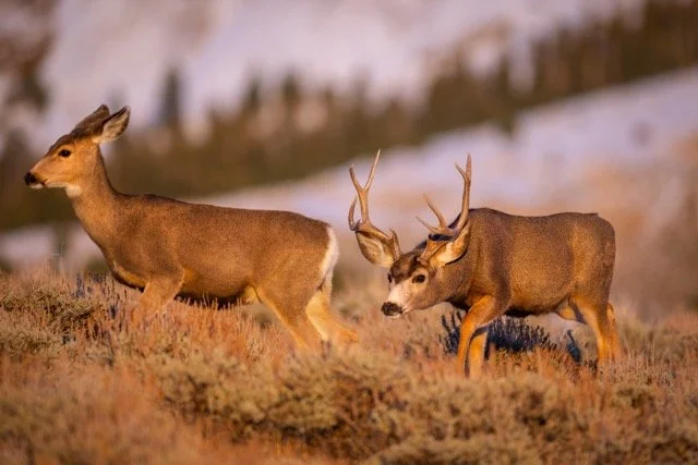 _V3A6349p Medium.jpeg