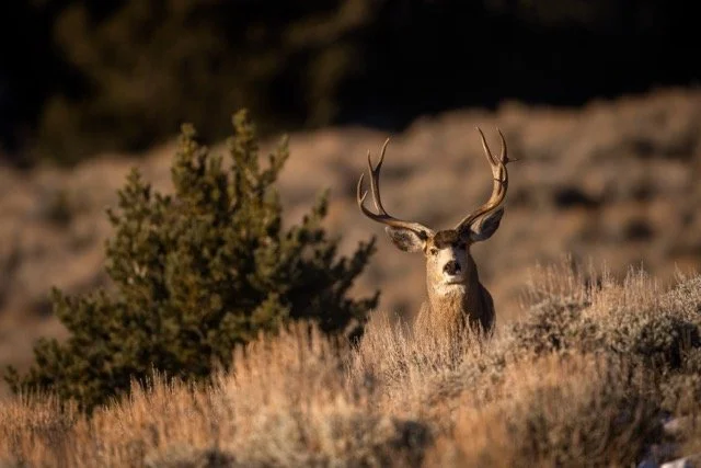 _V3A5945p Medium.jpeg