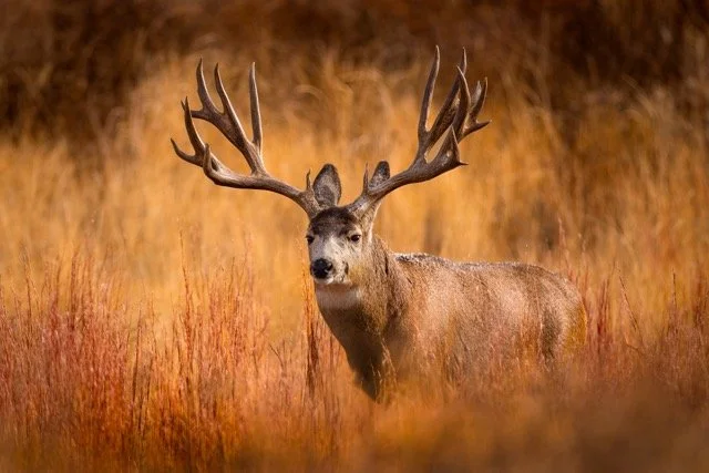 _V3A5814p Medium.jpeg