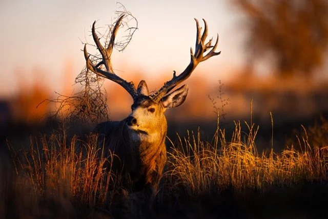 _V3A5674_1p Medium.jpeg