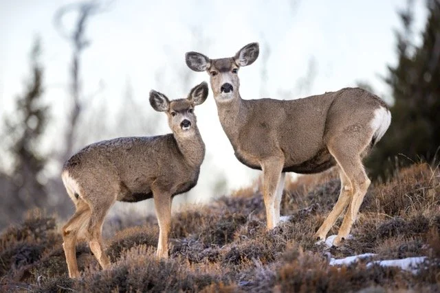 _V3A5643p Medium.jpeg