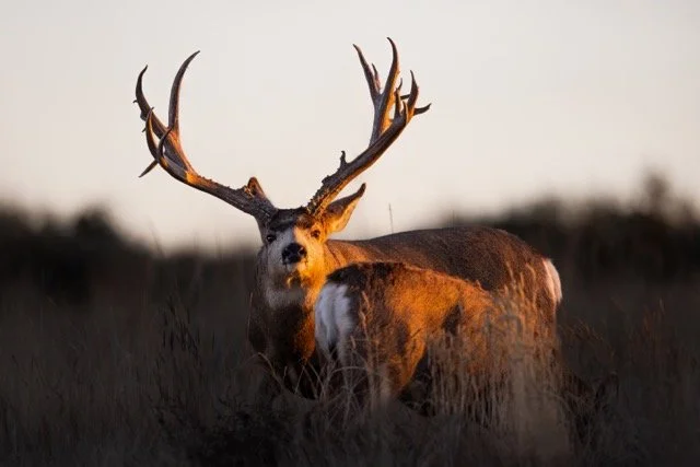 _V3A5485p Medium.jpeg