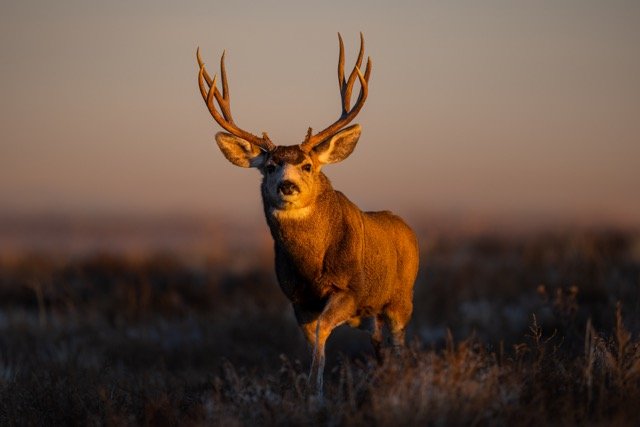 _V3A5290p Medium.jpeg