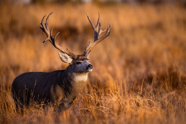 _V3A5279p Medium.jpeg