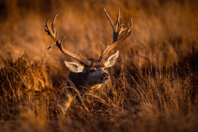 _V3A5216p Medium.jpeg