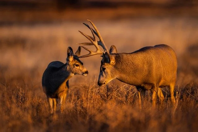 _V3A4888p Medium.jpeg