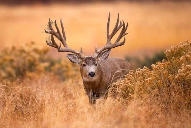 _V3A4391p Medium.jpeg