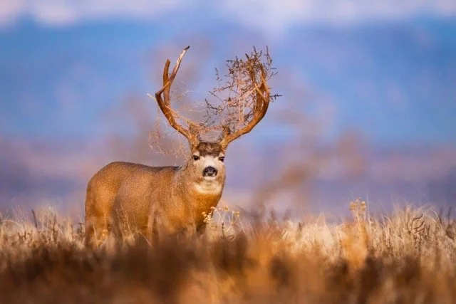 _V3A4239p Medium.jpeg