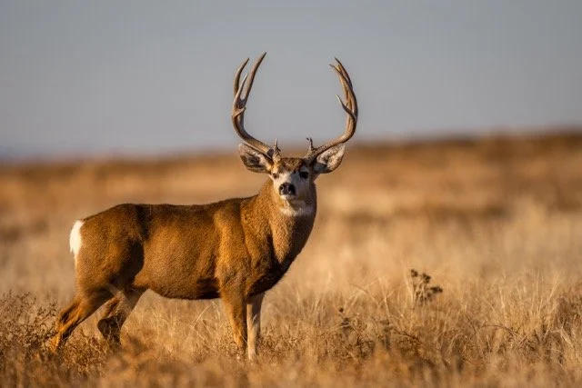 _V3A4181p Medium.jpeg