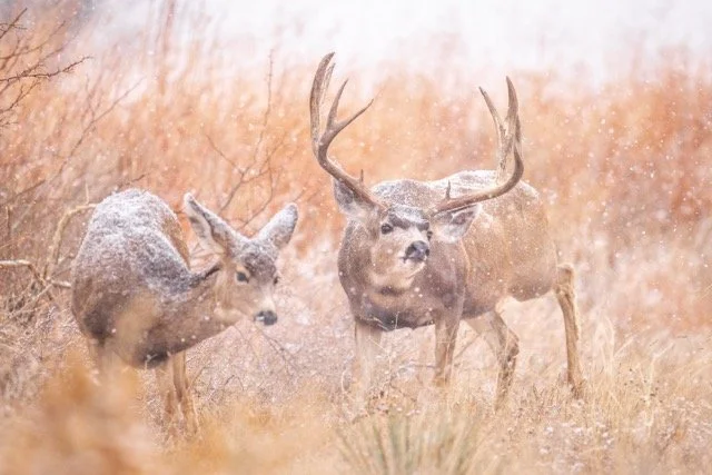 _V3A3480p Medium.jpeg