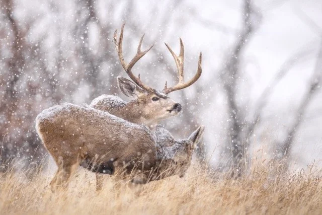 _V3A3741p Medium.jpeg