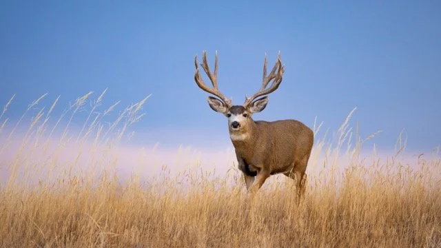 _V3A3426p Medium.jpeg