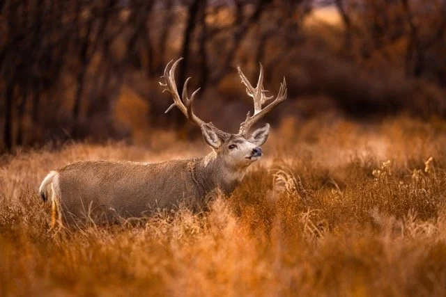 _V3A3392p Medium.jpeg