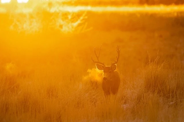 _V3A2863p Medium.jpeg