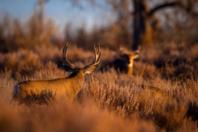 _V3A1905p Medium.jpeg