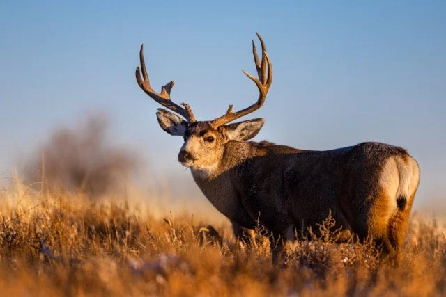 _V3A0788p Medium.jpeg