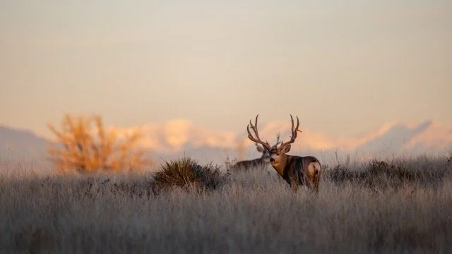 _V3A0528p Medium.jpeg