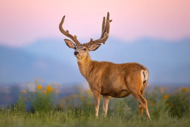 _P1A8412p Medium.jpeg