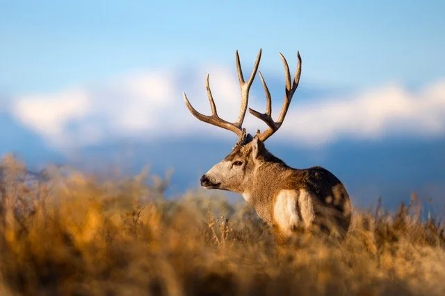 _P1A8406p Medium.jpeg