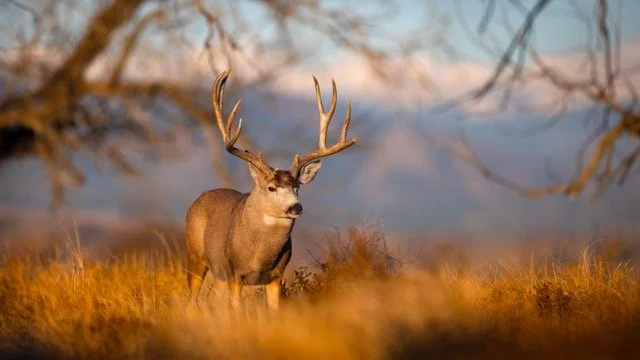 _P1A8016p Medium.jpeg