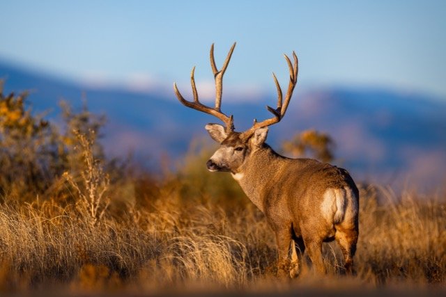 _P1A8302p Medium.jpeg