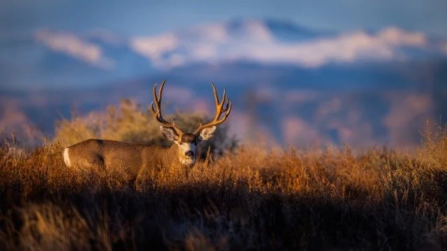 _P1A7938p Medium.jpeg