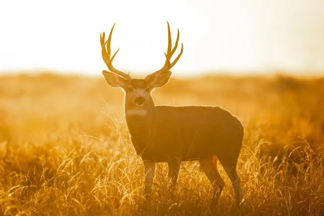 _P1A7570p Medium.jpeg