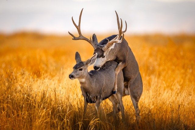 _P1A6958p Medium.jpeg