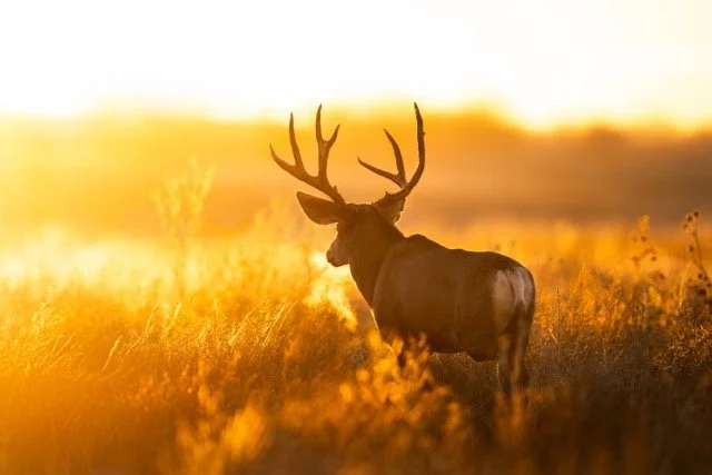 _P1A6432p Medium.jpeg