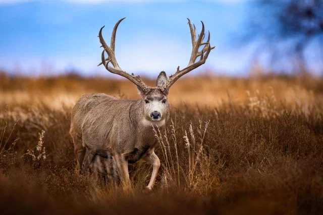 _P1A5735p Medium.jpeg