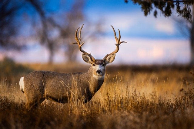 _P1A3359p Medium.jpeg