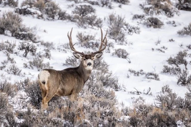 _P1A3161p Medium.jpeg