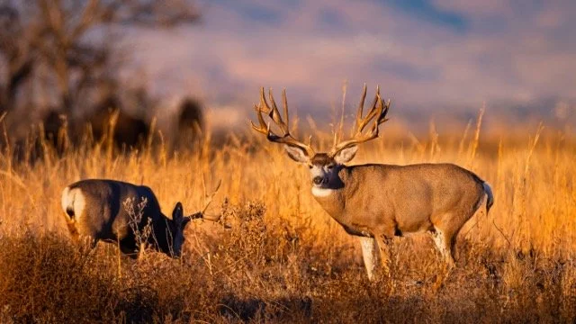 _P1A1636p Medium.jpeg