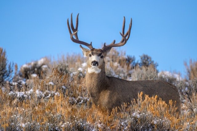 _P1A1601p Medium.jpeg