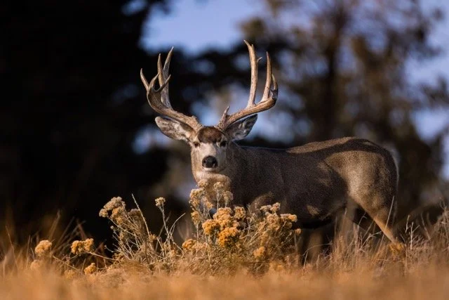 _NT_9573p Medium.jpeg