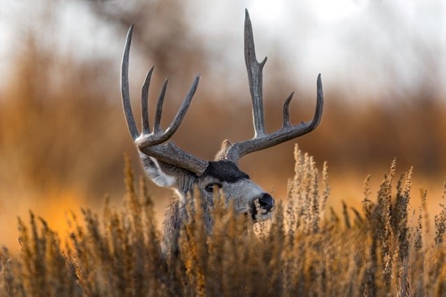 _NT_9529p Medium.jpeg