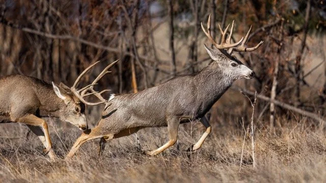 _NT_9336p Medium.jpeg