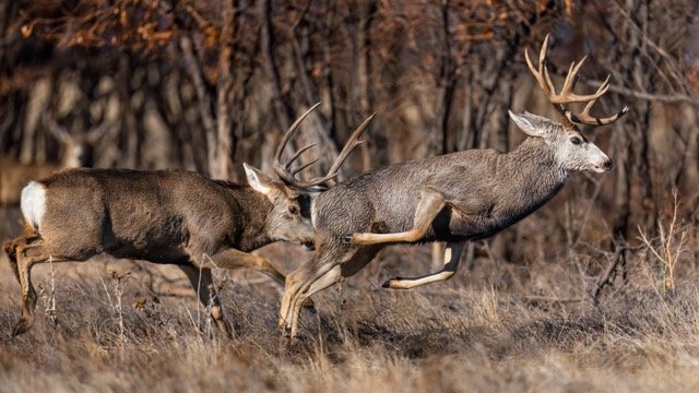 _NT_9331p Medium.jpeg