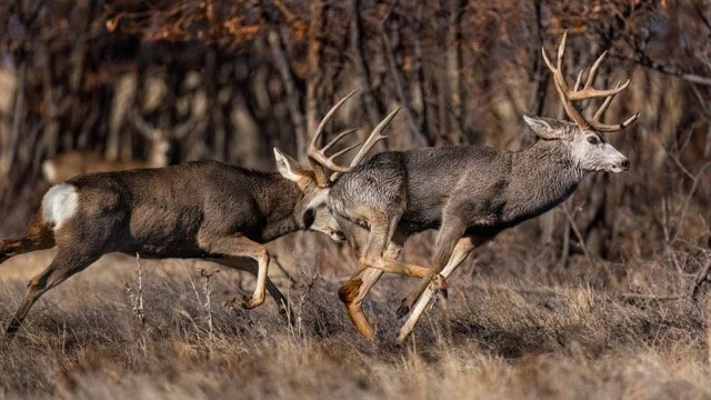 _NT_9330p Medium.jpeg