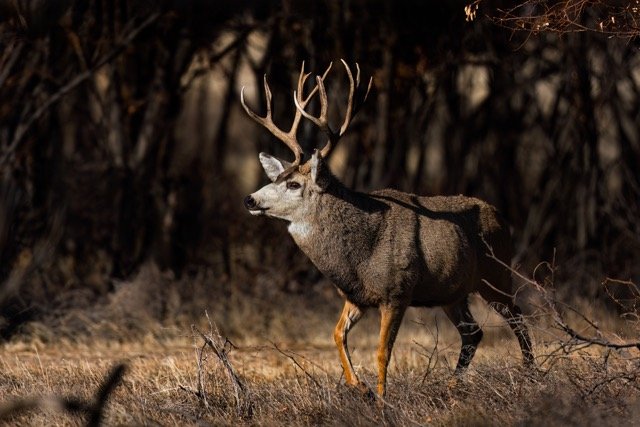 _NT_8949p Medium.jpeg