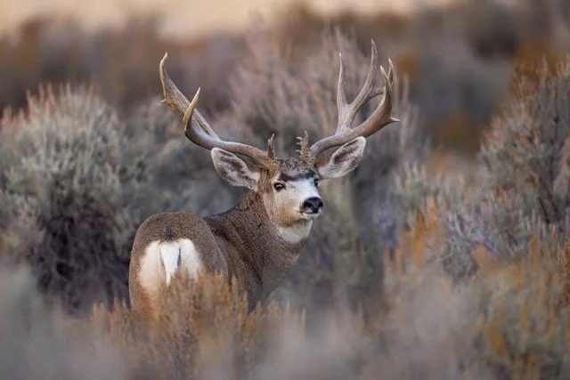 _NT_8770p Medium.jpeg