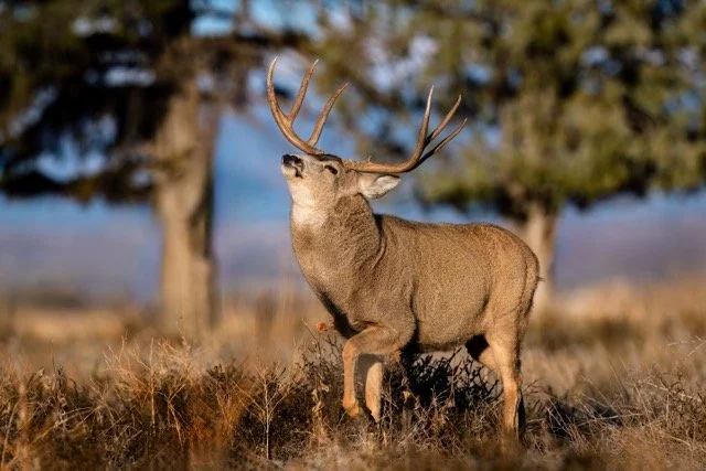 _NT_8225p Medium.jpeg