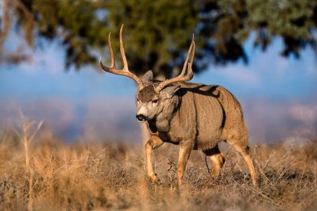 _NT_7984p Medium.jpeg