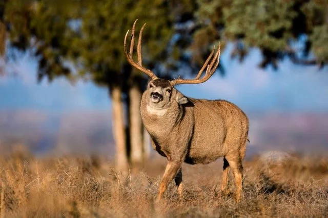 _NT_7977p Medium.jpeg